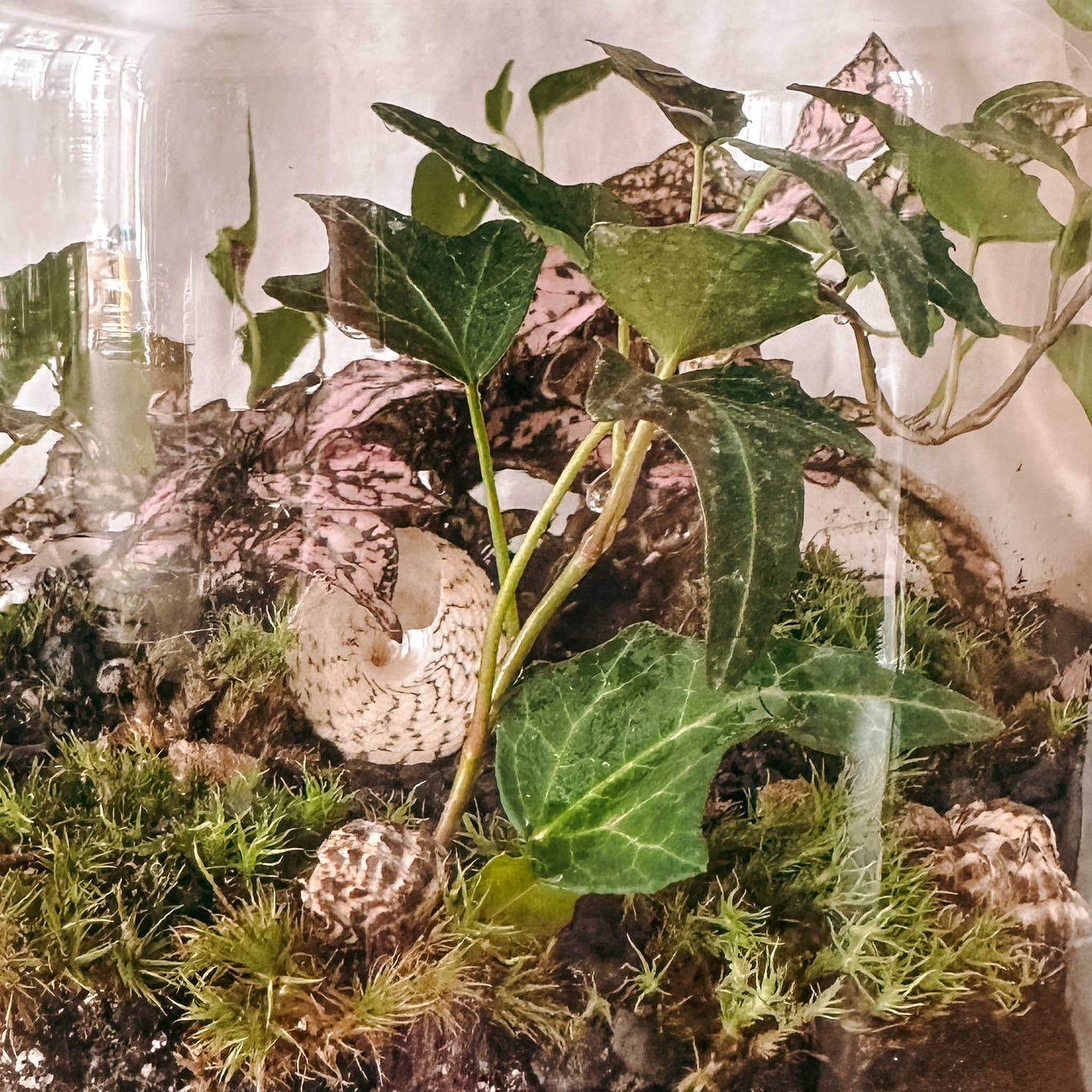 Nahaufnahme von Pflanzen im Glas-Flaschengarten – mini-ökosystem, pflanzterrarium, terrarium selber machen.