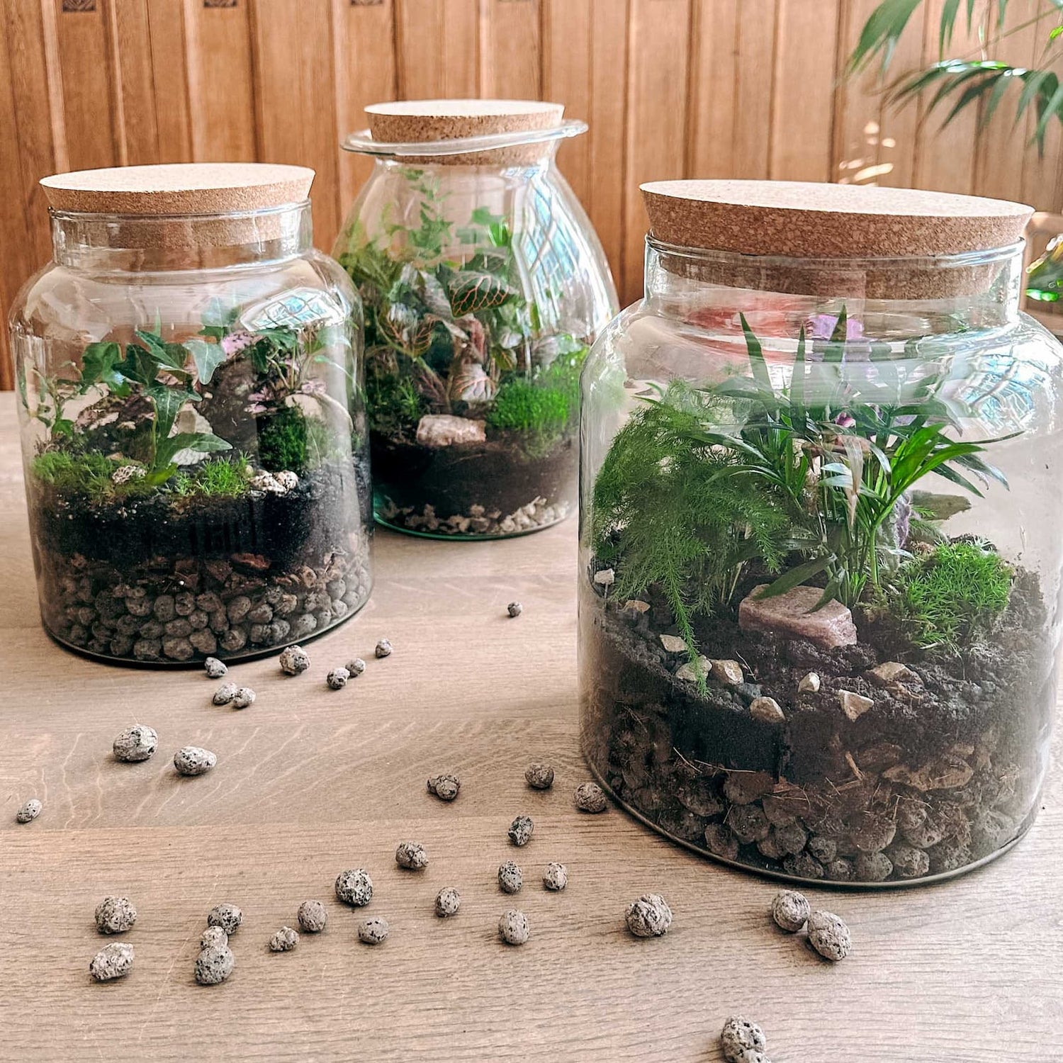 Nahaufnahme eines fertigen Flaschengartens mit verschiedenen Pflanzen – mini-ökosystem im Glas.