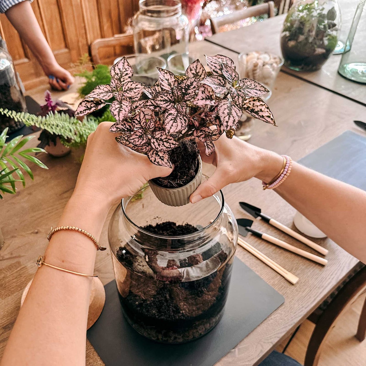 Hände setzen Pflanze ins Glas für Flaschengarten – mini-ökosystem, terrarium selber machen.
