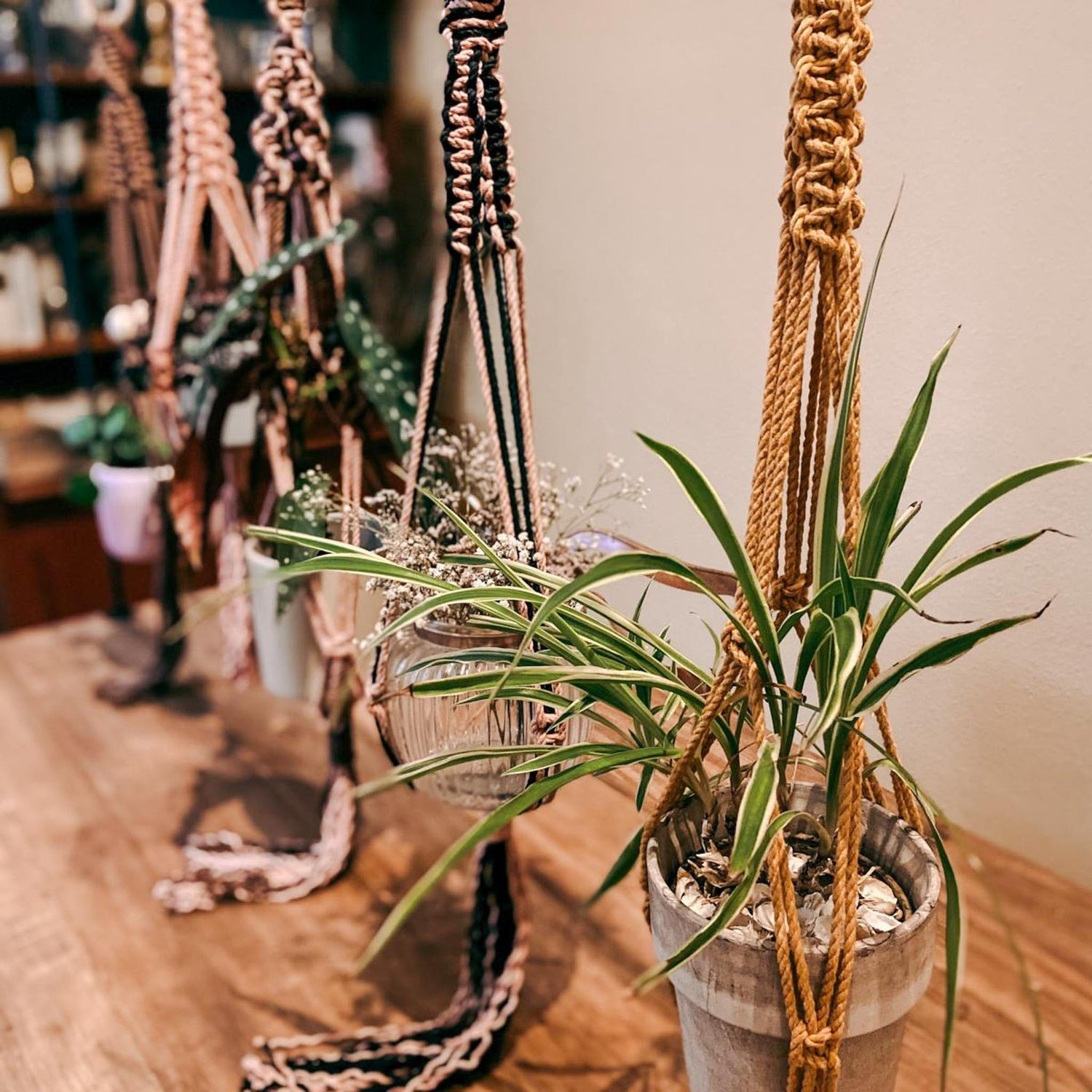 Mehrere hängende Makramee-Blumenampeln mit Pflanzen in verschiedenen Farben – DIY Makramee Workshop, Boho Deko.