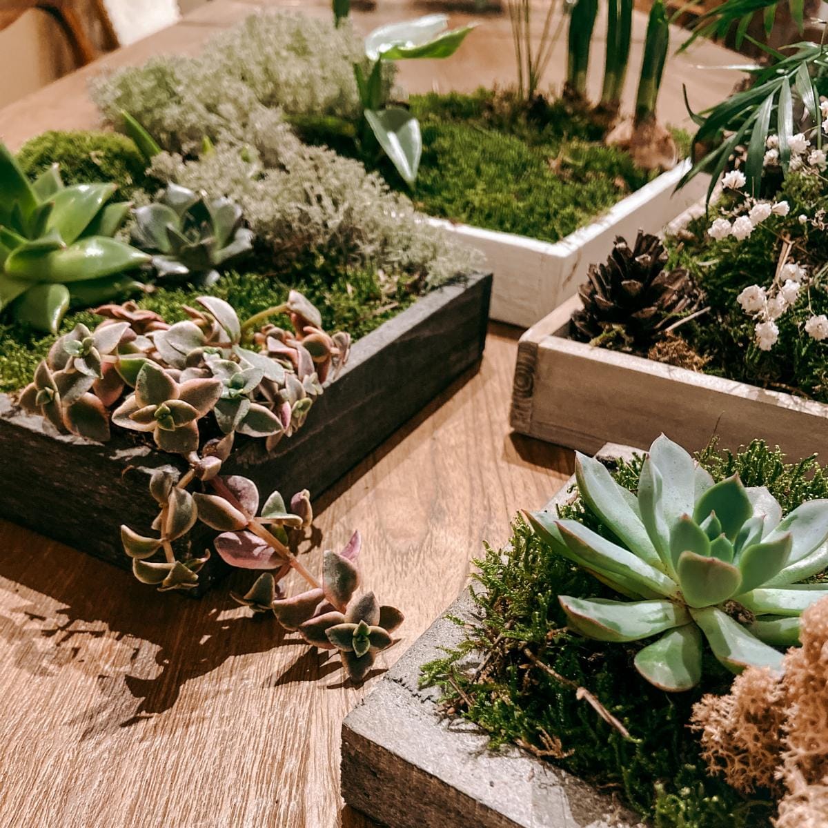 Mehrere fertige Pflanzenbilder in Holzrahmen auf Holztisch – Pflanzenbild Workshop, DIY Pflanzenkunst, Teamevent.