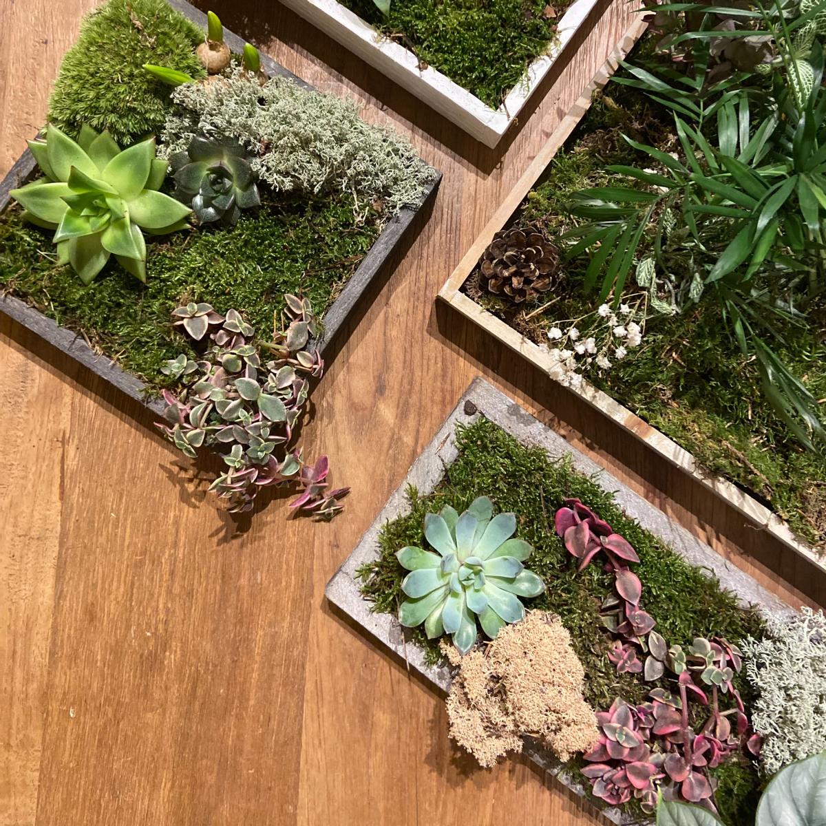 Vier fertige Pflanzenbilder auf Holztisch mit verschiedenen Pflanzen – Pflanzenbild Workshop, DIY Living Wall Frame, Firmenevent.