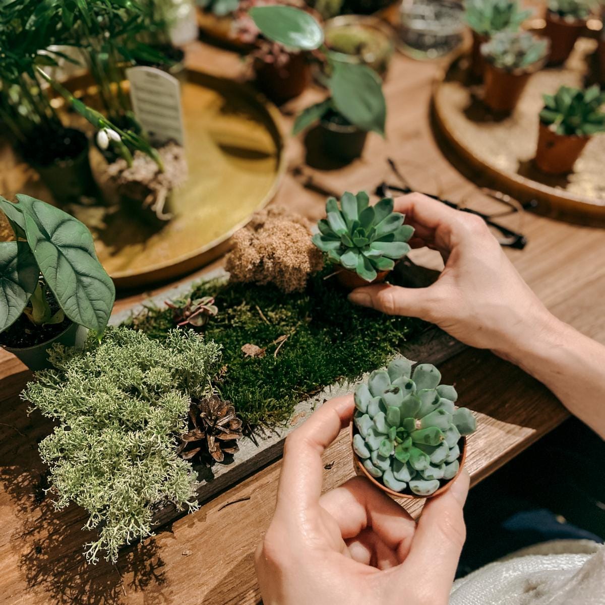 Zwei Hände setzen Mini-Pflanzen auf Pflanzenbild, Pflanzen auf Holzbrettern im Hintergrund – Living Wall Frame, Teamevent.