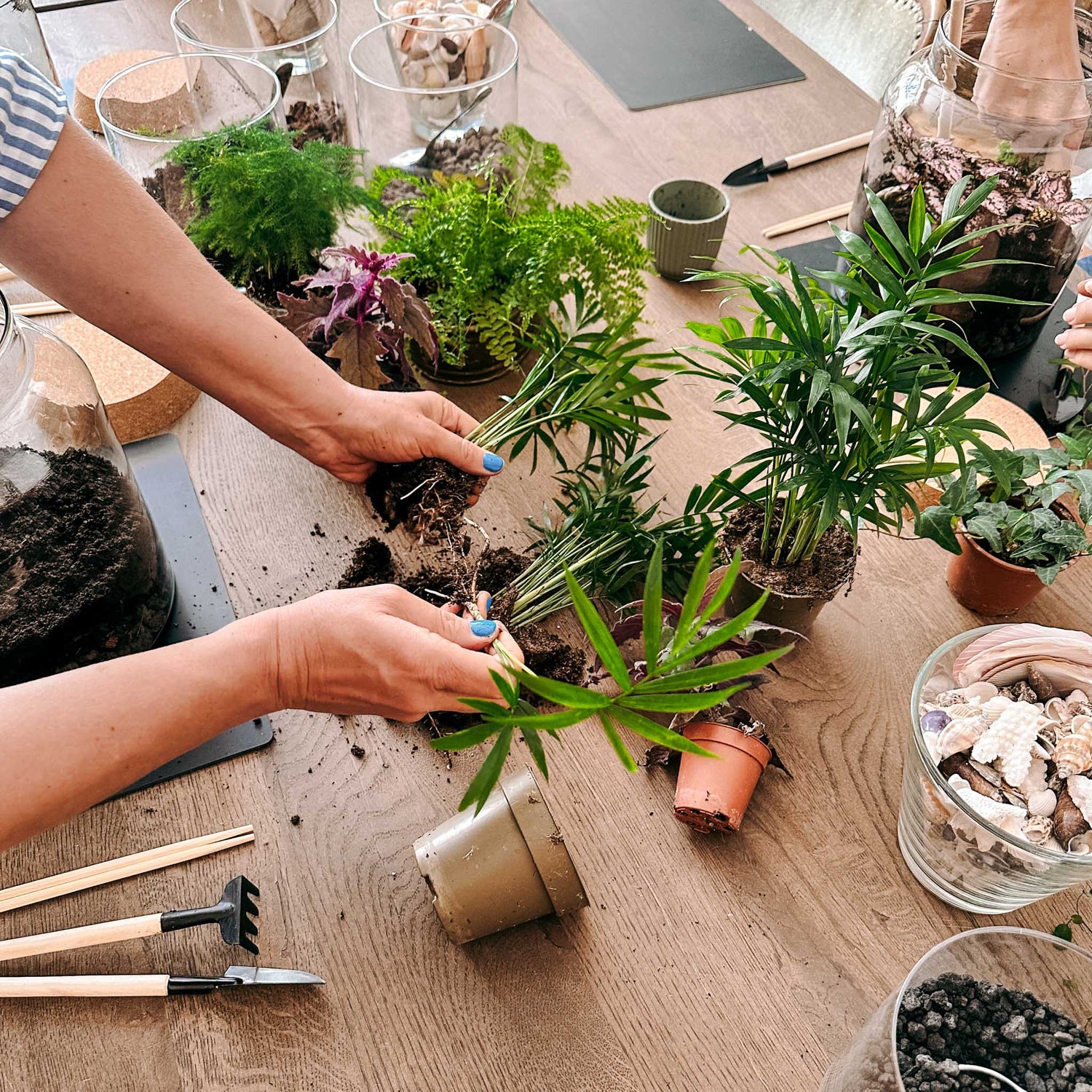 Terrarium Kursteilnehmer bei der Pflanzenteilung am Arbeitsplatz
