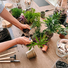 Terrarium Kursteilnehmer bei der Pflanzenteilung am Arbeitsplatz